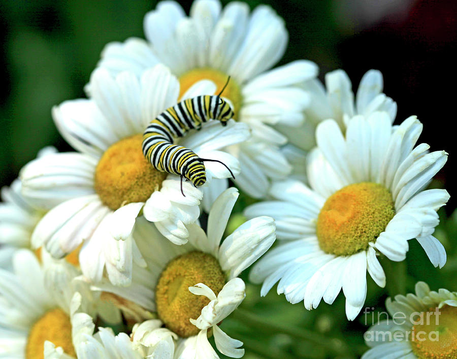 Daisy and Monarch Caterpillar Photo Photograph by Luana K Perez