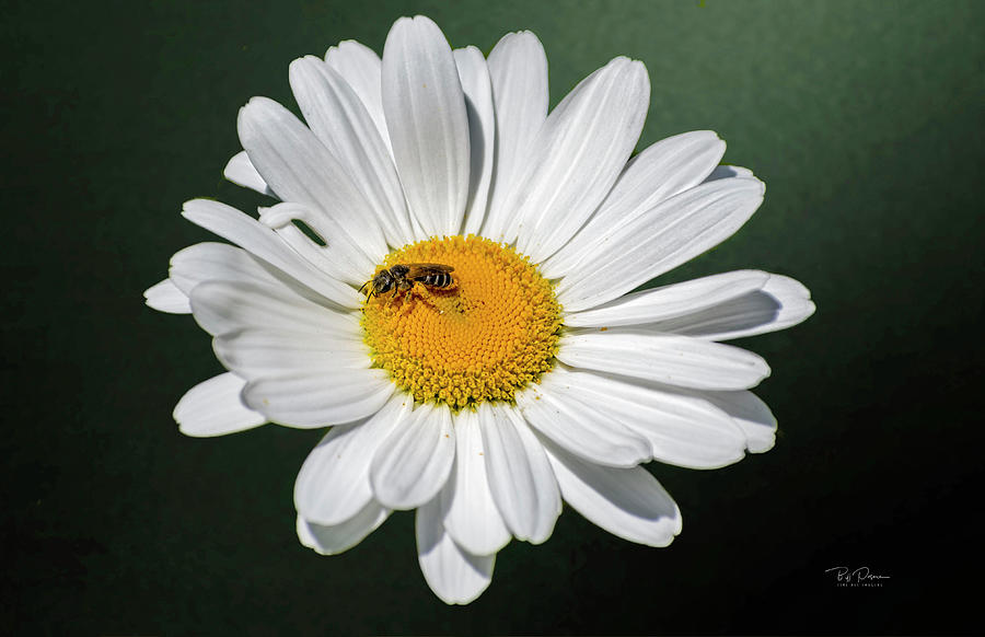 Daisy Bee Photograph by Bill Posner