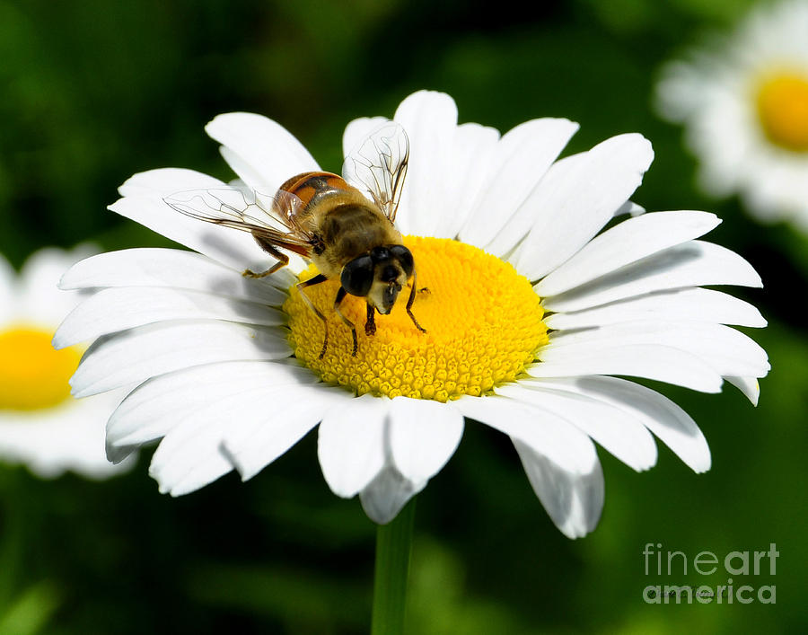Daisy Bee Mine Photograph