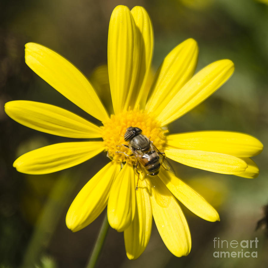 Daisy Bee Photograph by Mithayil Lee | Fine Art America