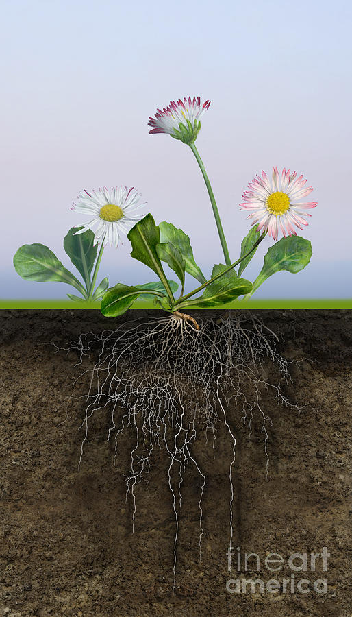 Daisy Bellis Perennis - Root System - Paquerette Vivace - Margar Painting