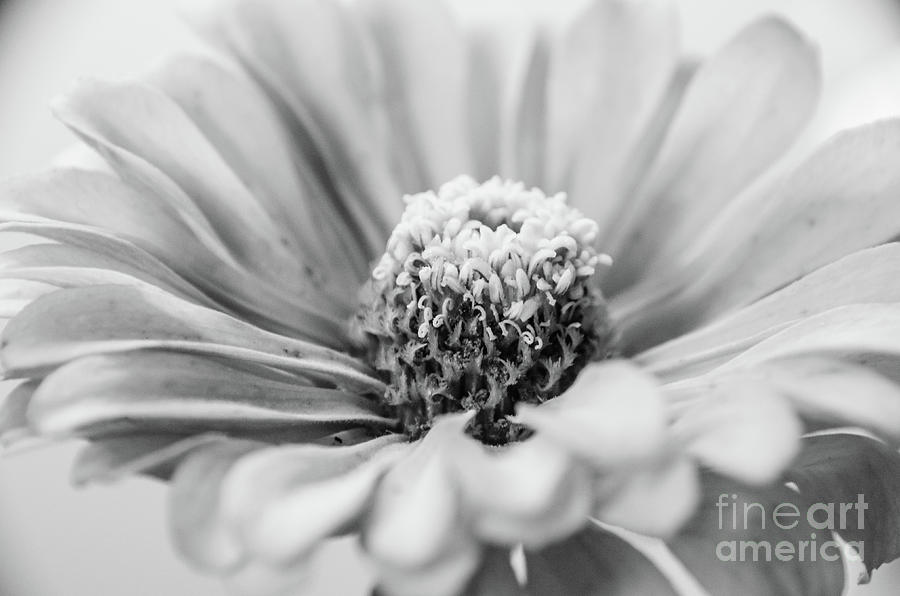 Daisy Black White 2 Photograph by Andrea Anderegg