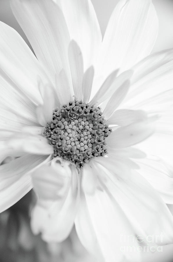 Daisy Black White Photograph by Andrea Anderegg