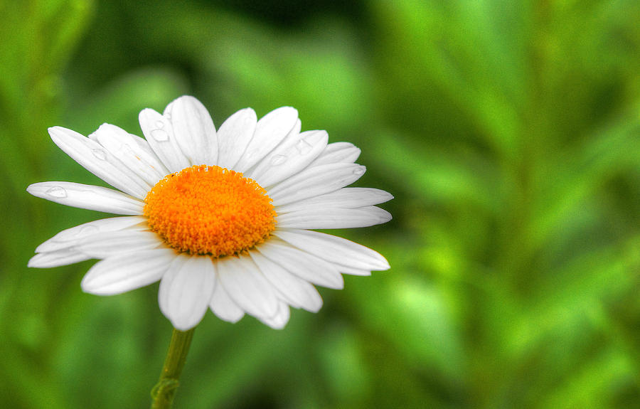 Daisy Photograph by Blaine Owens Daisy Photograph by Blaine Owens