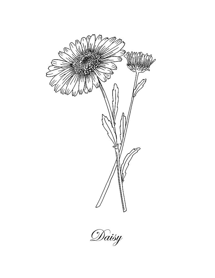 Daisy. Botanical Drawing by Masha Batkova