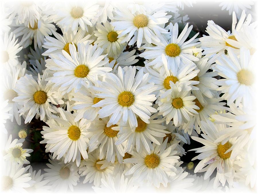 Daisy Bouquet Photograph by Carol Sweetwood
