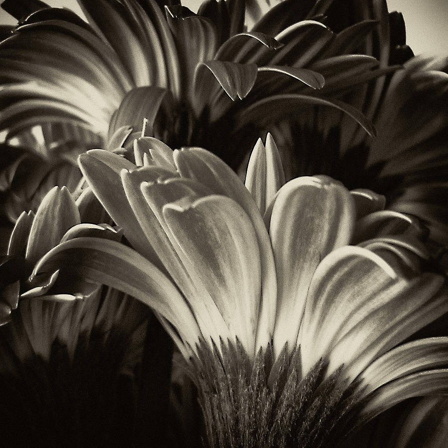 Square Daisy Bouquet in Sepia Photograph by Tony Grider