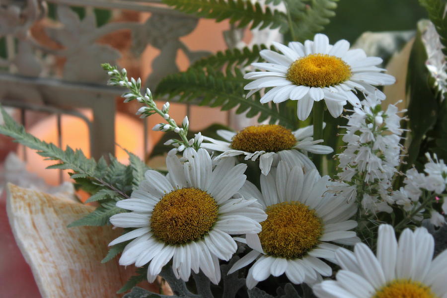 Daisy Bouquet Photograph by Sherry Hahn - Fine Art America