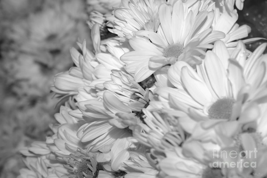 Daisy Bouquets Grayscale Photograph by Jennifer White