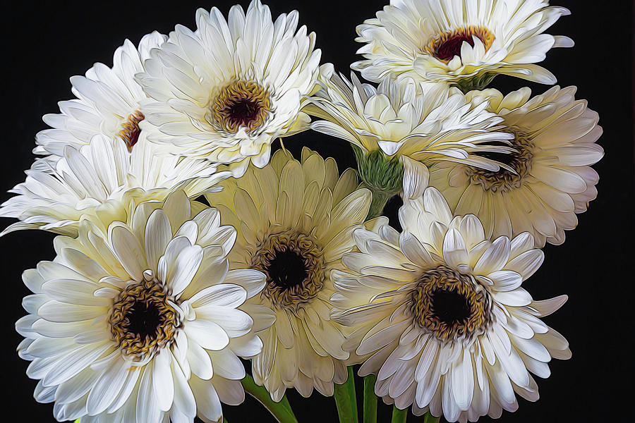 Daisy Bunch Photograph by Garry Gay