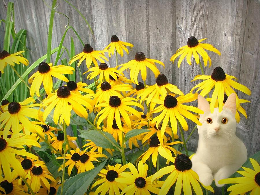 Daisy Cat Photograph by Diana Angstadt