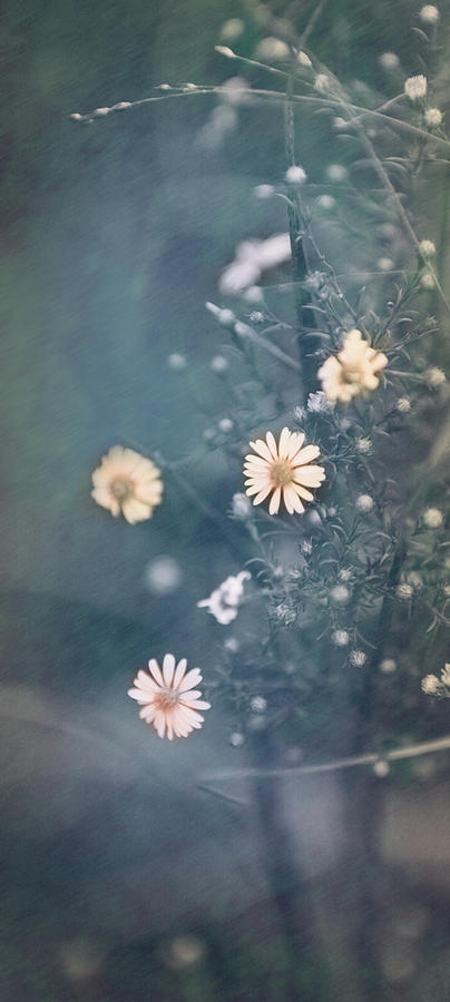 Daisy Photograph - Daisy Chain by Elvira Pinkhas