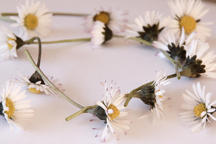 Daisy Chain Photograph by Geoff Bryant - Fine Art America