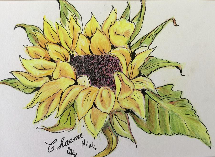 Sunflower Drawing by Charme Curtin