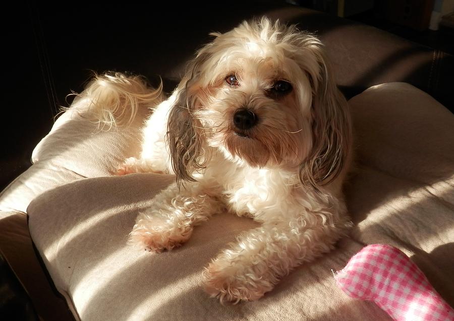 Daisy Chilling in the Morning Sun Photograph by Belinda Lee