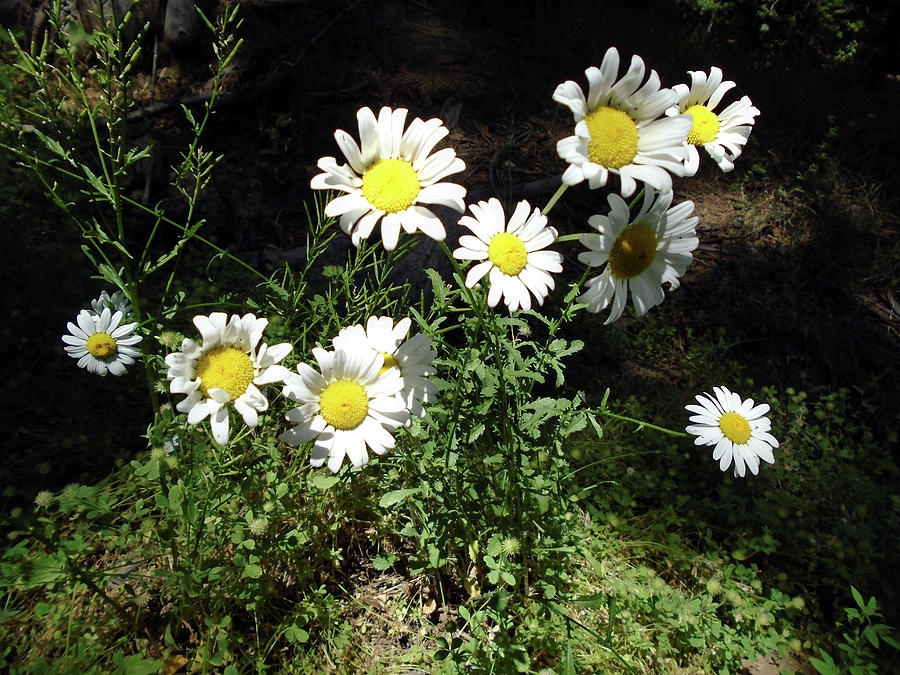 Daisy Cluster 2 Photograph by Eric Forster