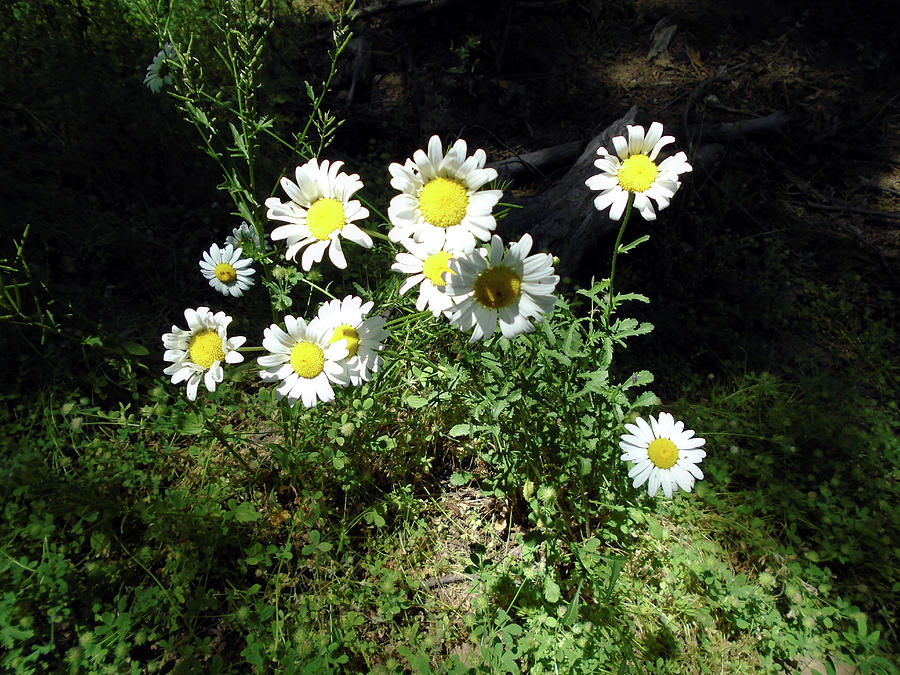 Daisy Cluster Photograph by Eric Forster