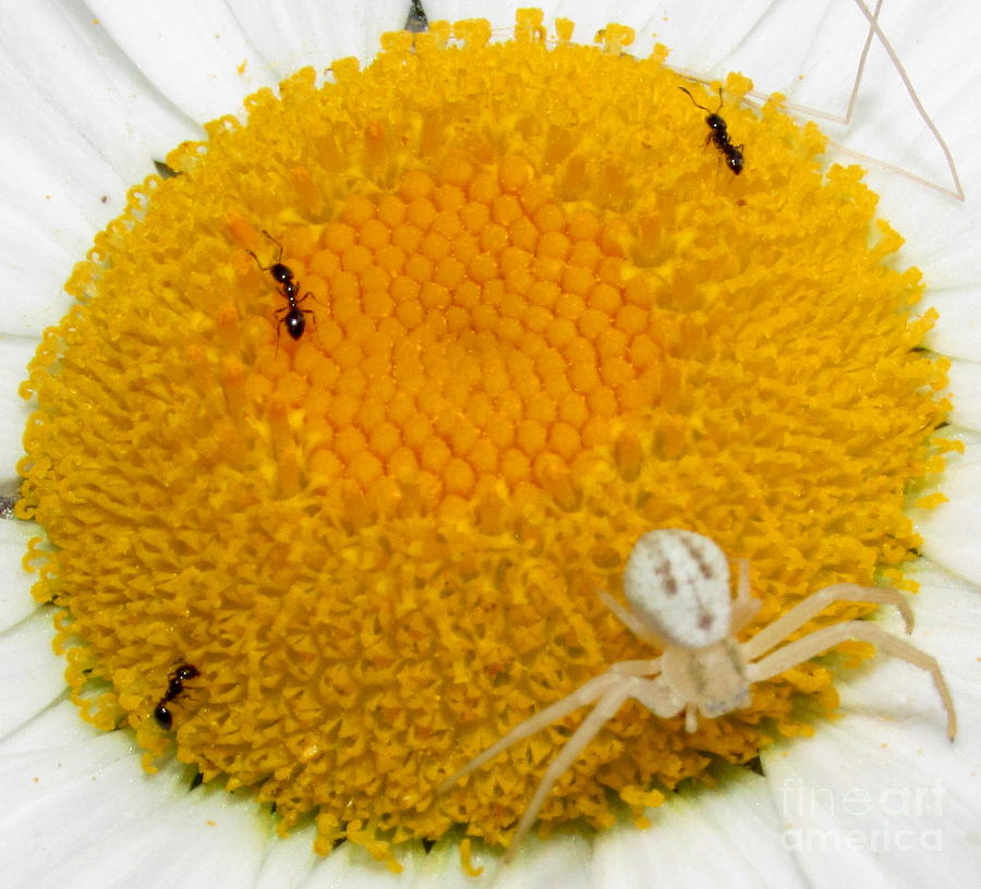 Daisy Crab Spider Photograph by Joshua Bales