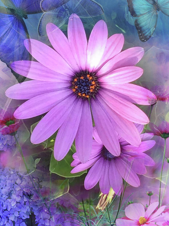 Daisy Daisy Photograph By Sharon Habeck | Fine Art America