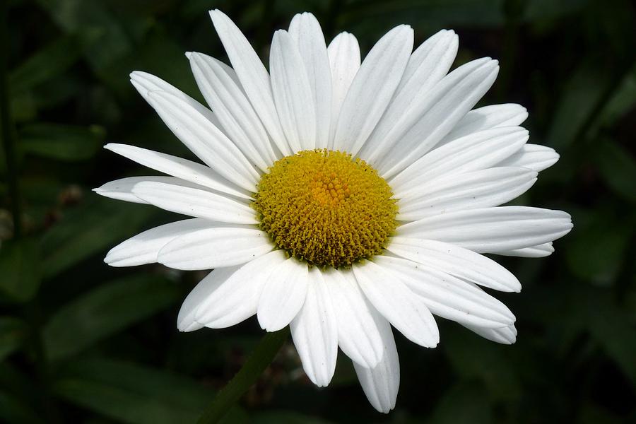 Daisy Photograph - Daisy Daisy by Tim Mattox