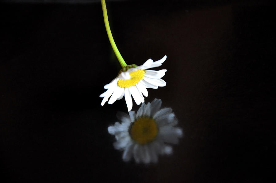 Daisy Photograph - Daisy by Damijana Cermelj