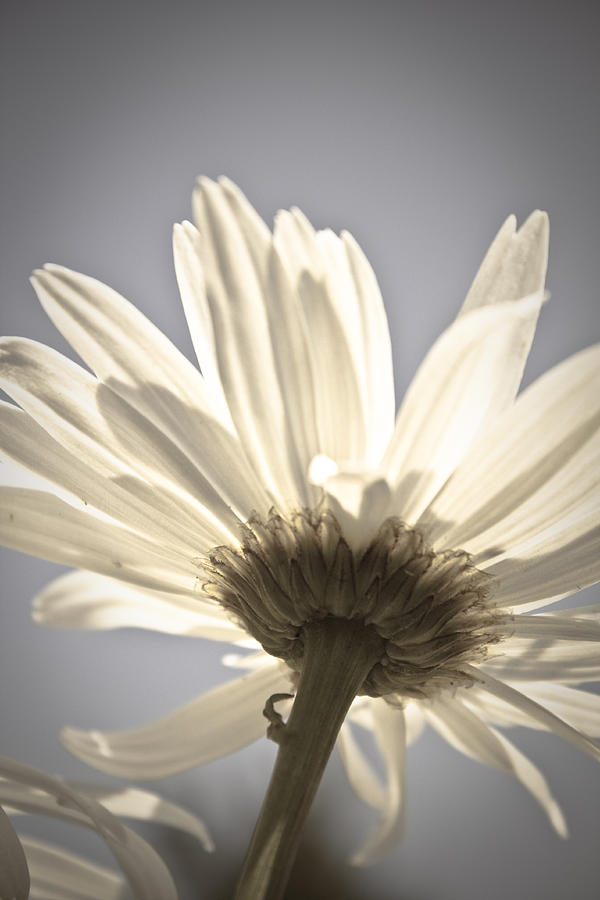 Daisy Photograph by Danielle Silveira | Fine Art America