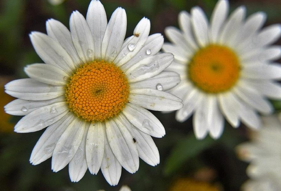 Daisy Dew Photograph by Charles HALL
