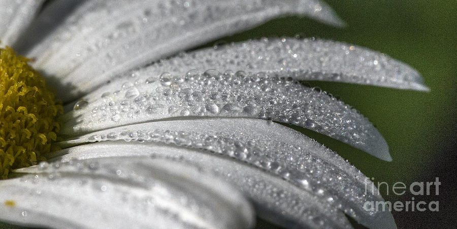 Daisy Photograph - Daisy  dewdrops by Darleen Stry