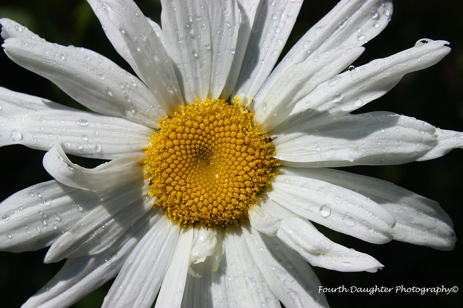 Daisy Photograph by Diane Shirley