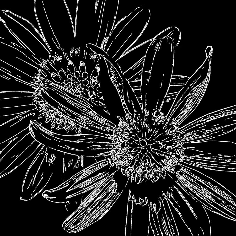 Daisy Drawing Black And White Photograph by HH Photography of Florida