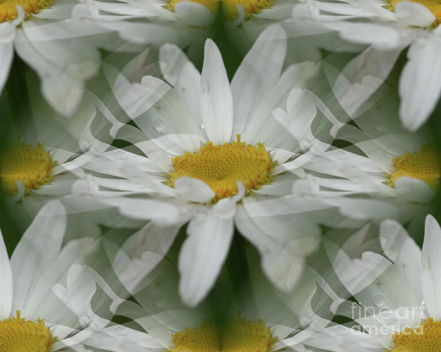 Daisy Dreams In White Photograph by Smilin Eyes Treasures