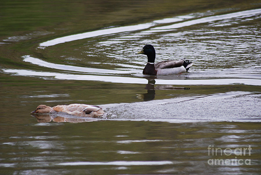 Duck Photograph - Daisy Duke 20130508_286 by Tina Hopkins