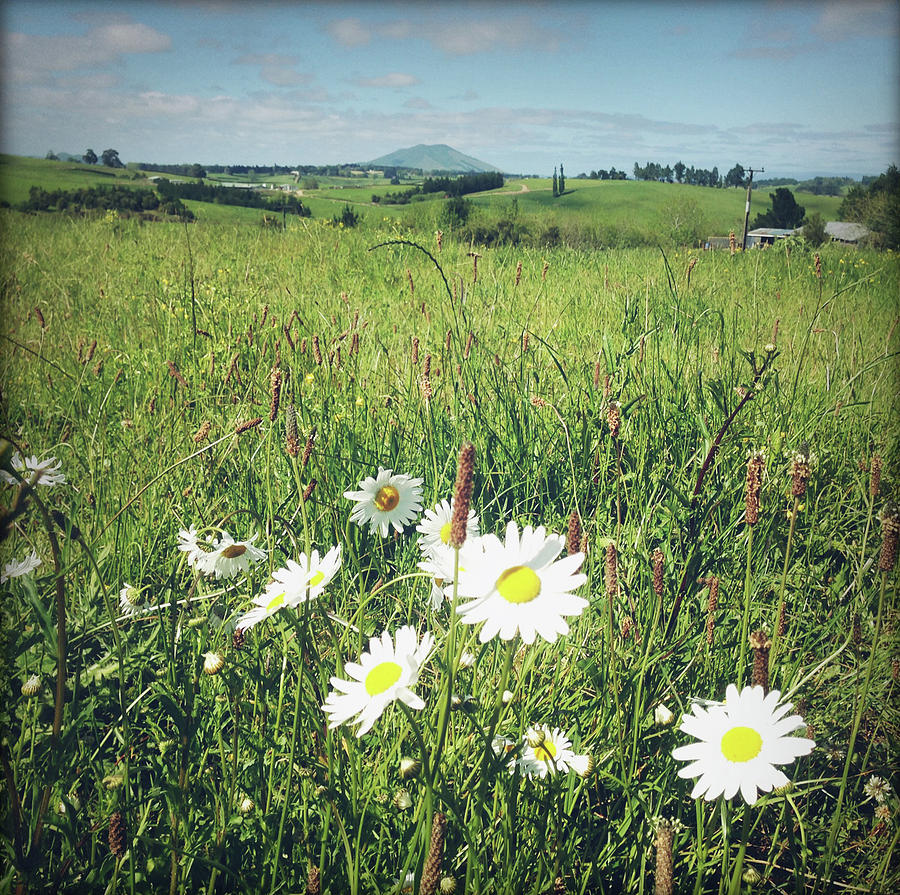 Daisy field 2 Photograph by Les Cunliffe