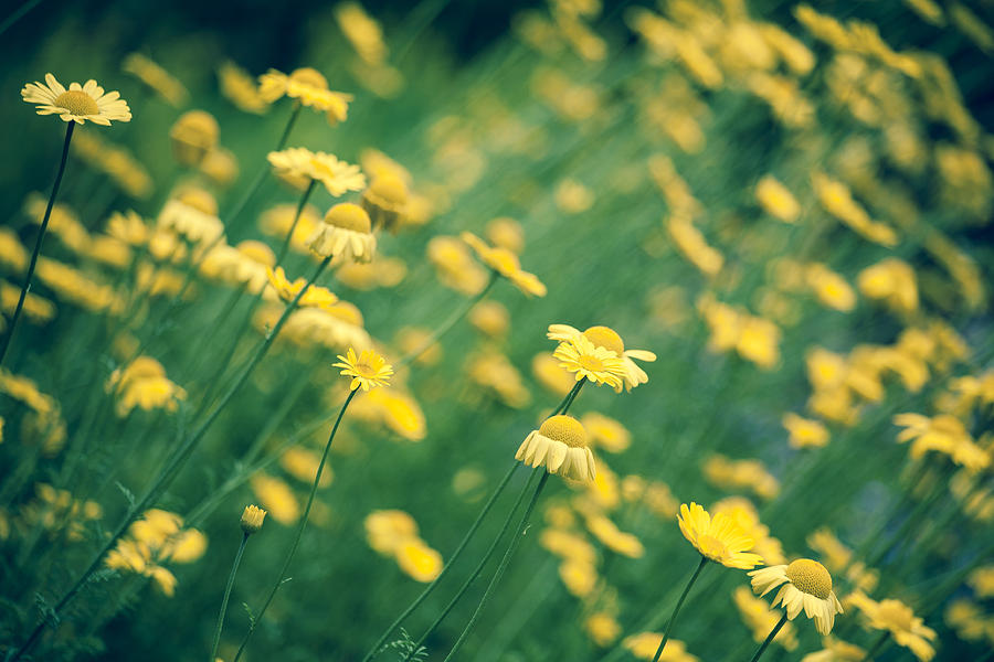 Spring Photograph - Daisy Field by Bonnie Bruno