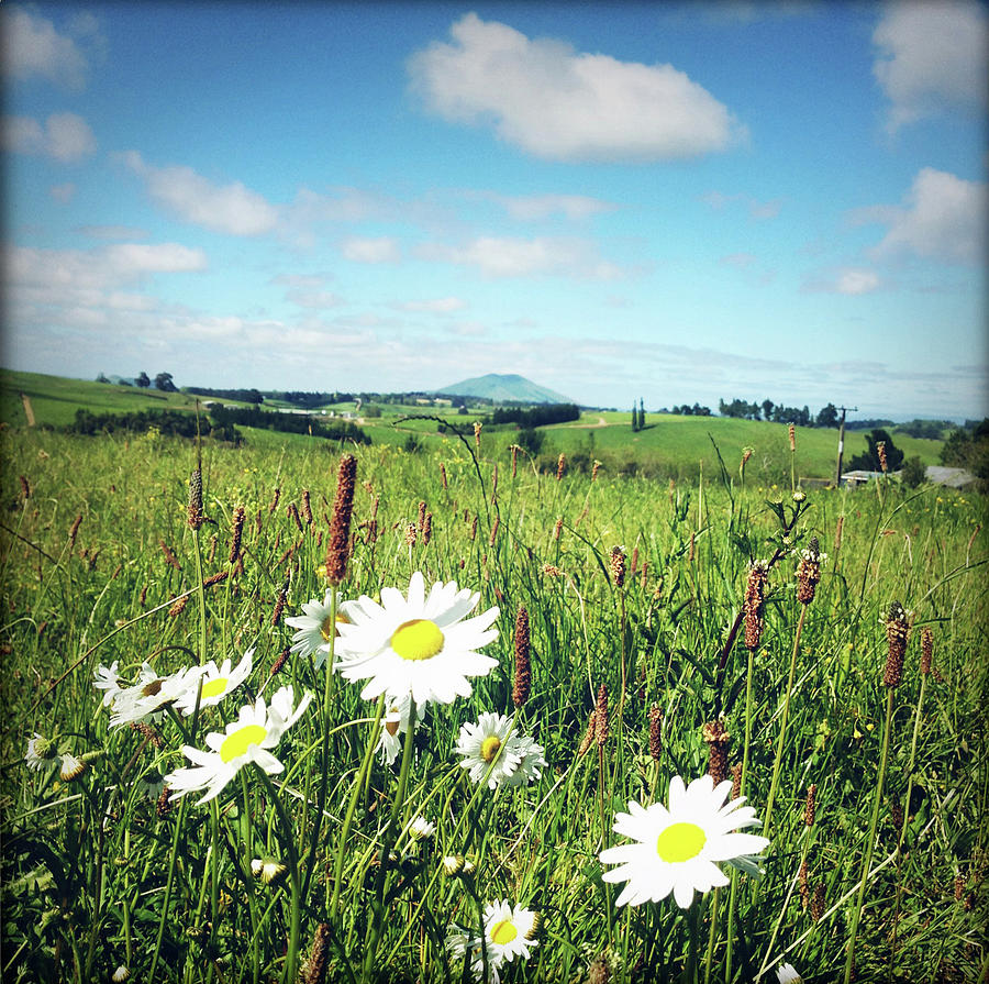 Daisy field Photograph by Les Cunliffe