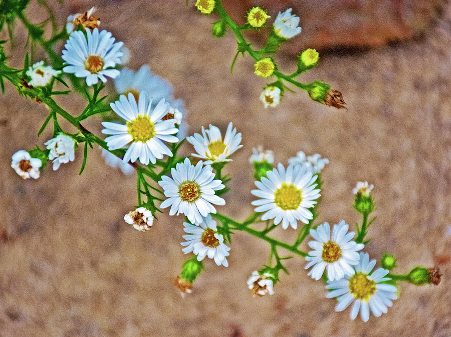  Daisy Fleabane along White Pine Trail in Kent County, Michigan  Photograph by Ruth Hager