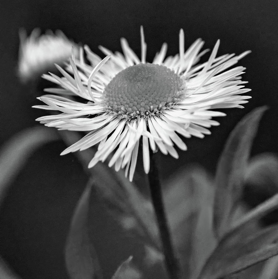 Daisy Fleabane Wildflower bw Photograph by Steve Harrington