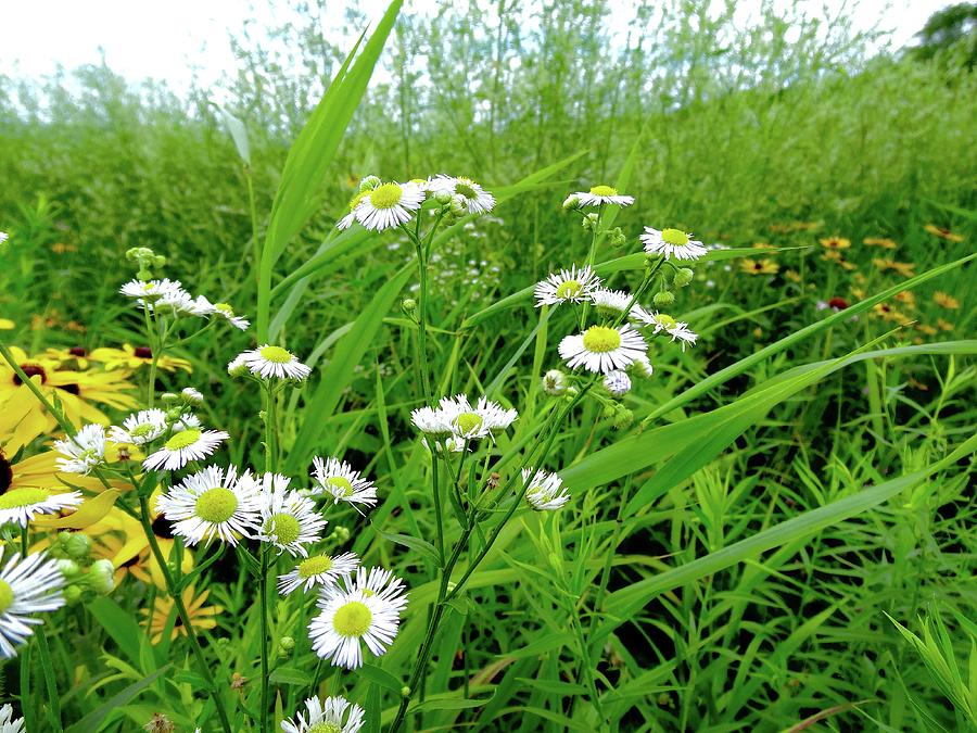 Daisy Fleebane Weed Meadow Photograph by Alida M Haslett