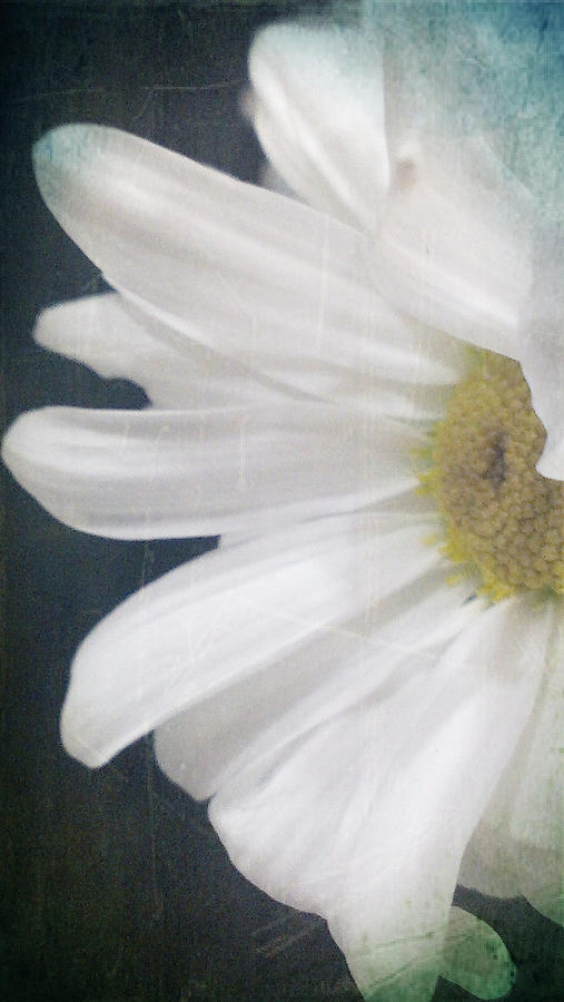 Daisy Floral Photograph by Lkb Art And Photography