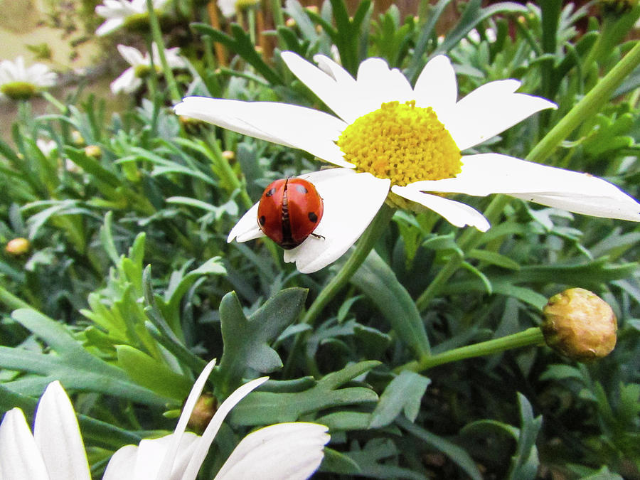 Daisy Photograph - Daisy Flower and Ladybug by Cesar Vieira