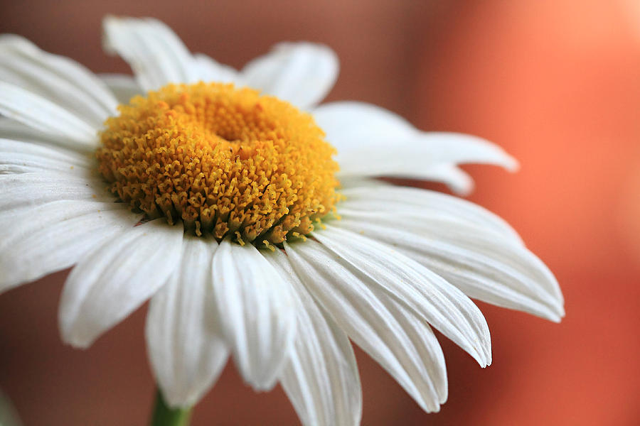 Daisy Flower Photograph by Angela Murdock