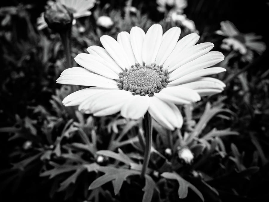 Daisy Photograph - Daisy Flower Black and White by Cesar Vieira