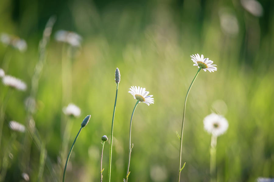 Daisy Flower Bloom On A Meadow In Summer Photograph by Alex Grichenko