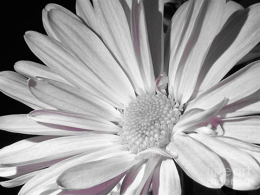Daisy Flower Photograph by Chad and Stacey Hall