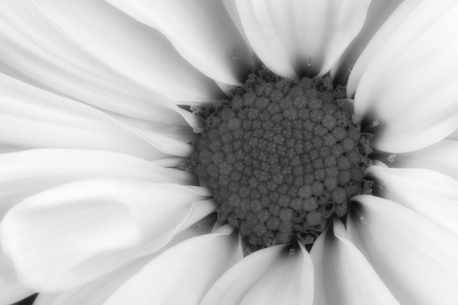 Daisy Photograph - Daisy Flower Macro by Tom Mc Nemar