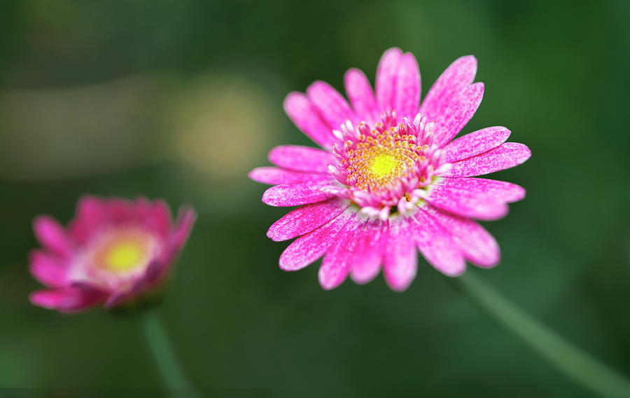 Daisy flower Photograph by Pradeep Raja Prints