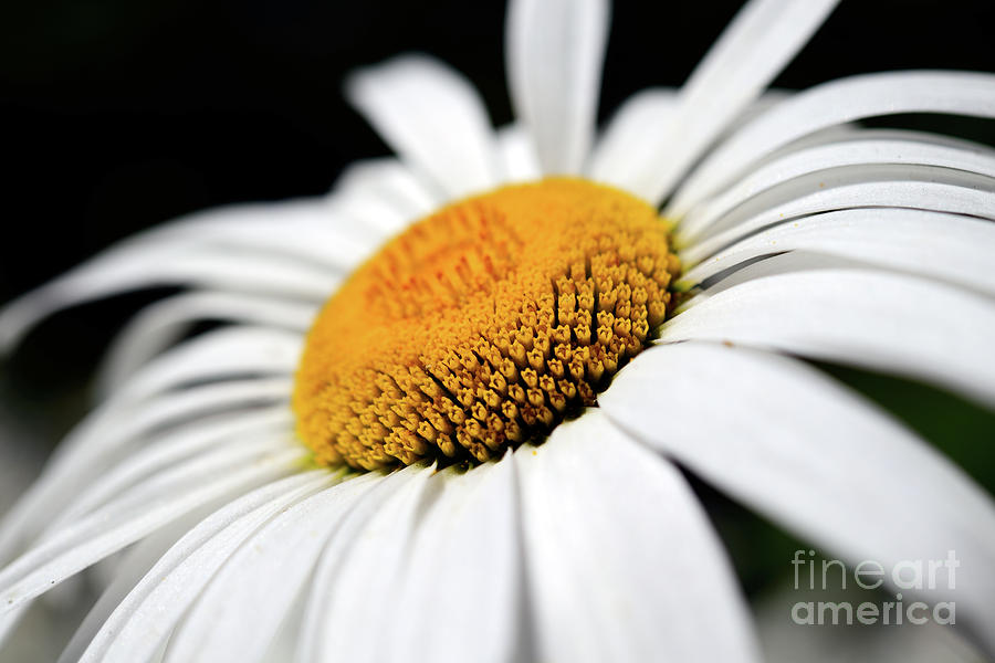 Daisy Flower Up Close Photograph by Terry Elniski