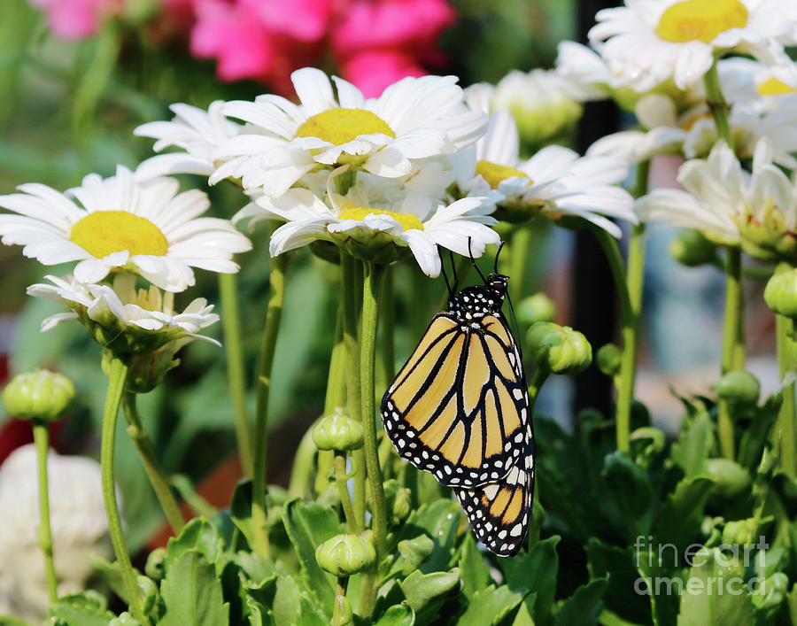 Daisy Flowers and Butterfly Photo Photograph by Luana K Perez
