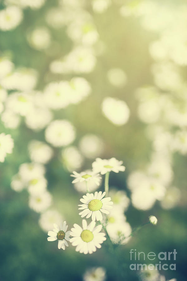 Daisy flowers growing on a green field. Photograph by Michal Bednarek