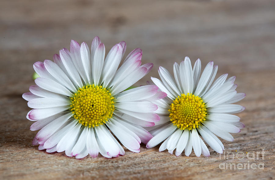 Daisy Photograph - Daisy Flowers by Nailia Schwarz